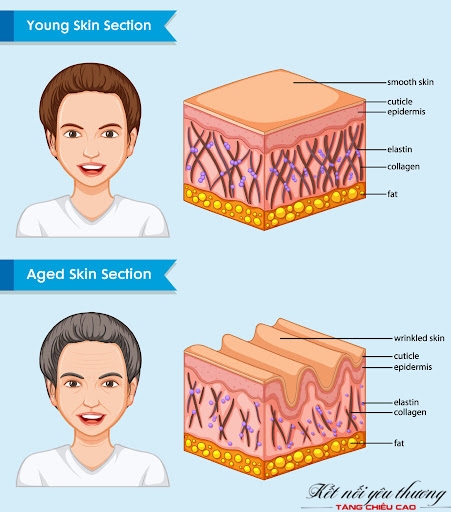 Sự thay đổi của các lớp da trong suốt quá trình lão hóa 