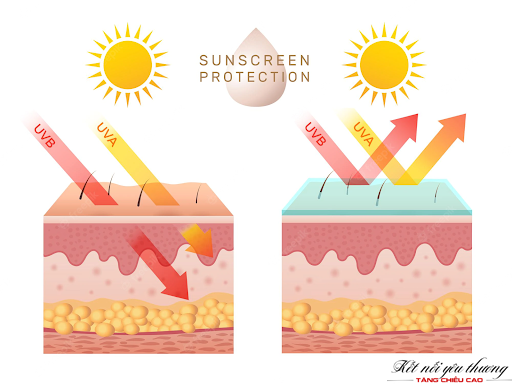 Sự tác động của các tia UV đến làn da không dùng kem chống nắng và dùng kem chống nắng